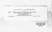 Hypoxylon atropurpureum image